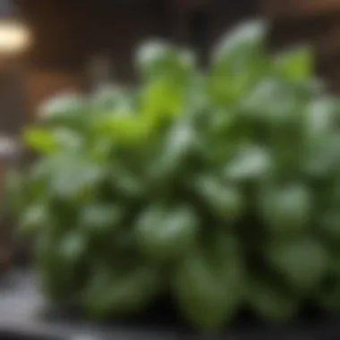 A close-up of basil leaves, showcasing its lush green foliage that helps keep flies at bay.