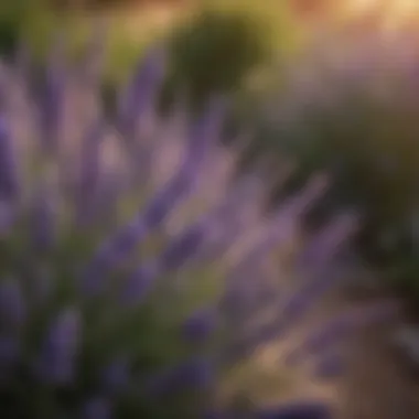Lavender: A Natural Fly Repellent A vibrant lavender plant in full bloom, known for its aromatic properties that deter flies.