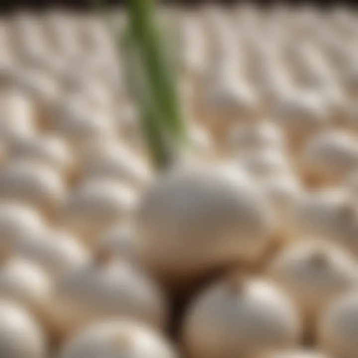 Close-up of white onion bulbs ready for harvest