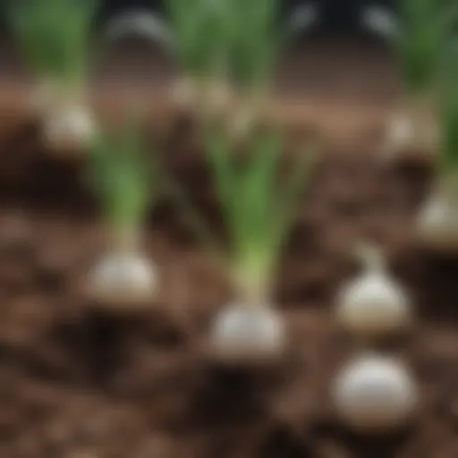 Healthy white onion seedlings in rich soil