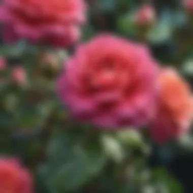 Close-up of vibrant rambling rose blooms