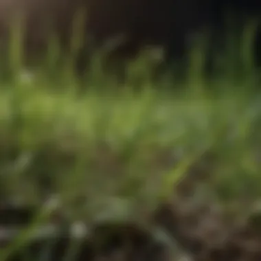 Close-up of rapid green grass seed showcasing its rich nutrients