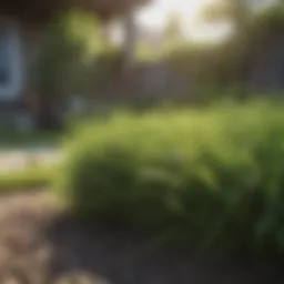 Vibrant green grass growing rapidly in a sunny backyard