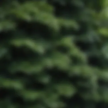 Close-up of dense foliage ideal for privacy barriers