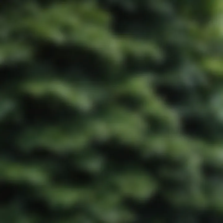 Close-up of dense foliage ideal for privacy barriers