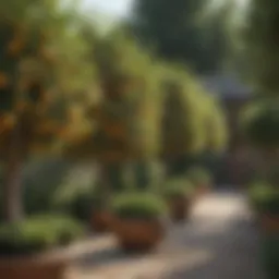 Illustration of various dwarf fruit trees in a compact garden setting