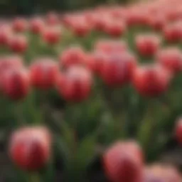 A vibrant display of tulips in bloom