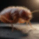 Close-up of a flea on a pet's fur