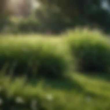 Diverse grass species for optimal lawn aesthetics