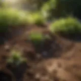Healthy soil rich in nutrients for lawn growth
