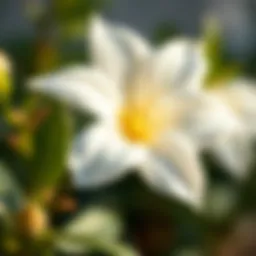Close-up of a blooming jasmine flower showcasing its delicate petals