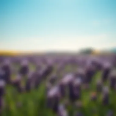 Tranquility of Lavender Fields Lavender field under a bright blue sky, creating a tranquil atmosphere