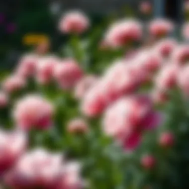 Elegance of Peonies in a Garden A serene corner of a garden adorned with peonies, radiating elegance