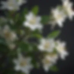 A close-up view of blooming jasmine flowers