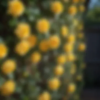 Healthy yellow climbing rose plants in a well-maintained garden