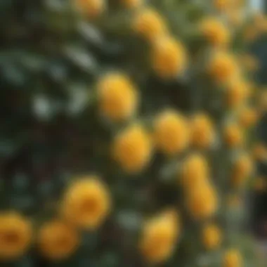 Vibrant yellow climbing roses in full bloom