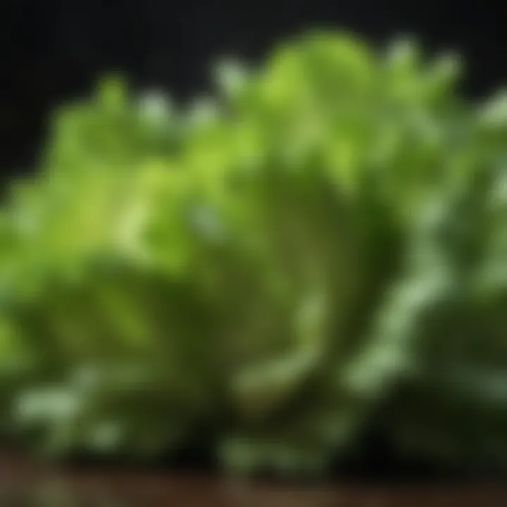 Close-up of crisp lettuce heads displaying their texture