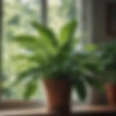 Lush Greenery in Natural Light Close-up of a lush green plant with sunlight filtering through