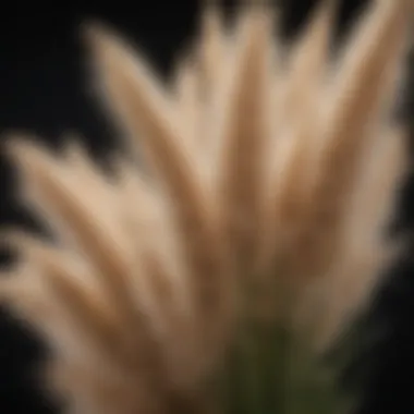 Close-up of female pampas grass highlighting its unique texture and color