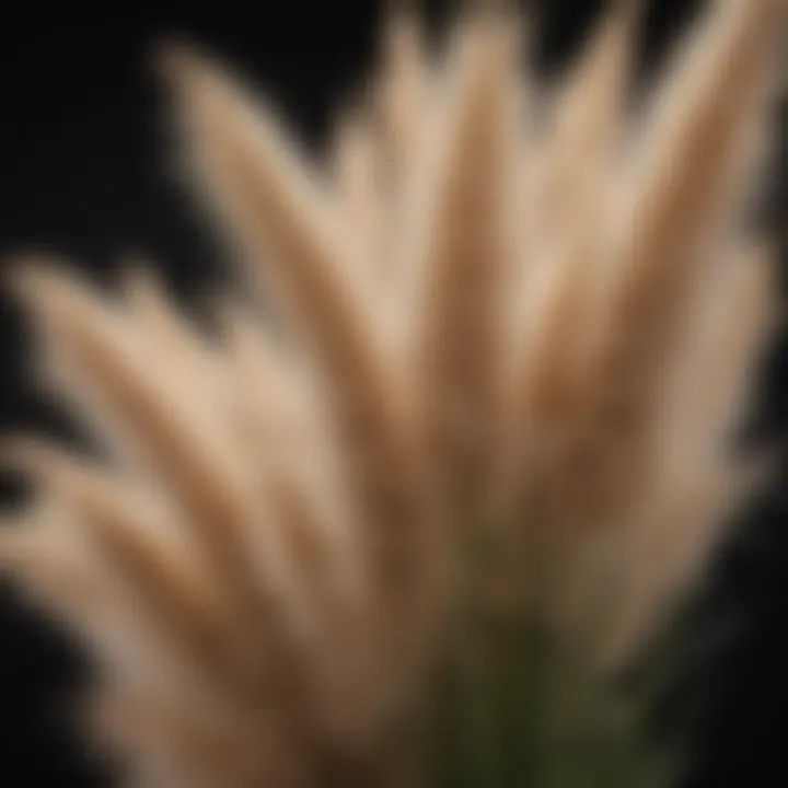 Close-up of female pampas grass highlighting its unique texture and color