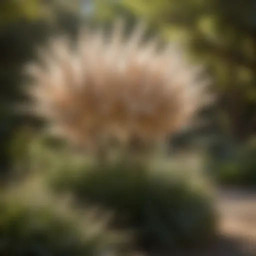 Vibrant female pampas grass in a garden setting, showcasing its graceful plumes