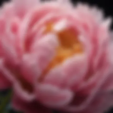 A close-up of a peony's delicate petals showcasing its intricate details