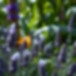 Lavender flowers blooming in the Amazon rainforest