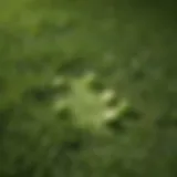 A close-up view of lime granules spread on a lush lawn