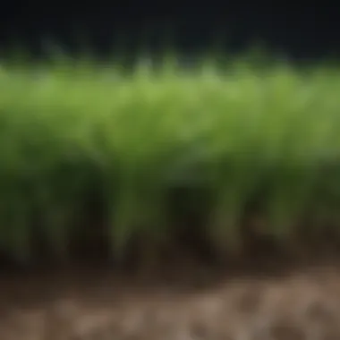 Healthy grass thriving due to optimal soil pH levels