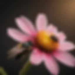 A close-up view of a carpenter bee hovering near a flower, showcasing its distinct physical characteristics.