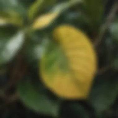 Nutrient Deficiency Manifested in Tropical Plants Close-up of nutrient deficiency in a tropical plant