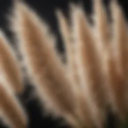 Close-up of Pampas Grass demonstrating its feathery plumes