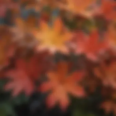 A close-up view of dwarf maple leaves showcasing their unique color variations