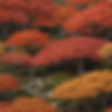 An illustration depicting the growth patterns of dwarf maple trees across seasons