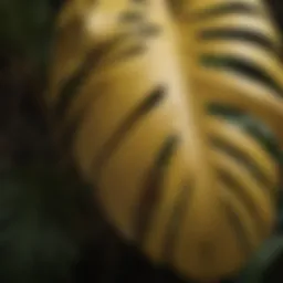 Close-up of yellowing monstera leaf showcasing nutrient deficiency