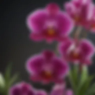 Close-up of an orchid in full bloom showcasing vibrant colors and intricate petal structure