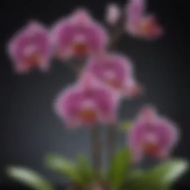 Healthy vs. Unhealthy Orchid Blooms Comparison of healthy vs. unhealthy orchid blooms highlighting care requirements