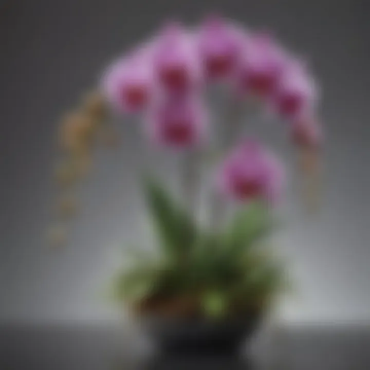 Illustration of the different stages of orchid growth from bud to full bloom