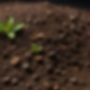 Premium Soil Mix for Optimal Growth Close-up of high-quality soil mix ready for planting