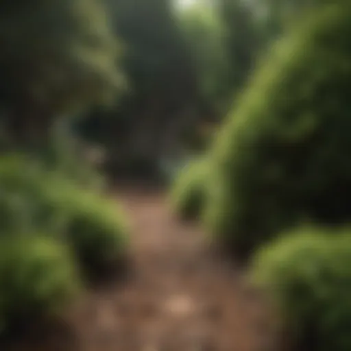 Overview of different types of shrubbery fertilizer