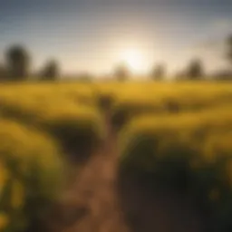 A vibrant yellow field under a bright sun, symbolizing joy.