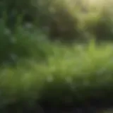 Close-up of lush grass contrasted by invasive weeds