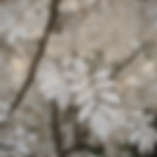 Close-up view of tree leaves exhibiting a white discoloration, highlighting the affected areas.