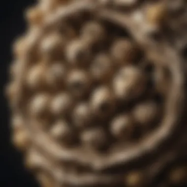 Detailed View of a Wasp Nest Close-up of a wasp nest