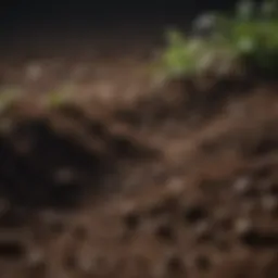 Close-up of rich soil enriched with coffee grounds