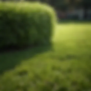 Lush green lawn with visible aeration holes