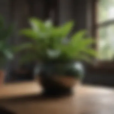 An online shopping interface showcasing rare plant species