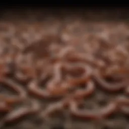Variety of worms suitable for composting